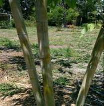 ghost bamboo central fl bamboo plants