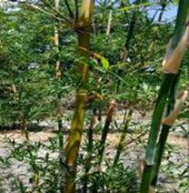 beautiful tropical tuldoidies bamboo