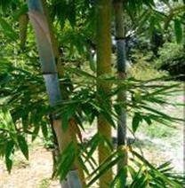 emerald bamboo central fl